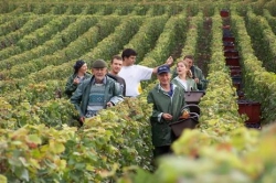 Champagne Alain NAVARRE - Vendange en Champagne Champagne Alain NAVARRE - Vendange en Champagne