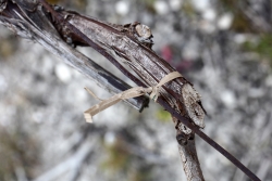 Champagne Alain NAVARRE - Le liage Champagne Alain NAVARRE - Le liage