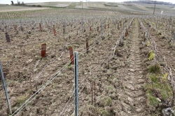 Champagne Alain NAVARRE - Vignoble en hiver Champagne Alain NAVARRE - Vignoble en hiver