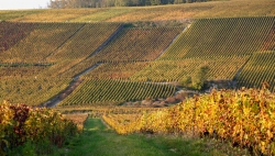 Champagne Alain NAVARRE - Vignoble en Automne Champagne Alain NAVARRE - Vignoble en Automne