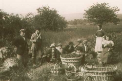 Champagne Alain NAVARRE - Les vendanges en 1950 Champagne Alain NAVARRE - Les vendanges en 1950